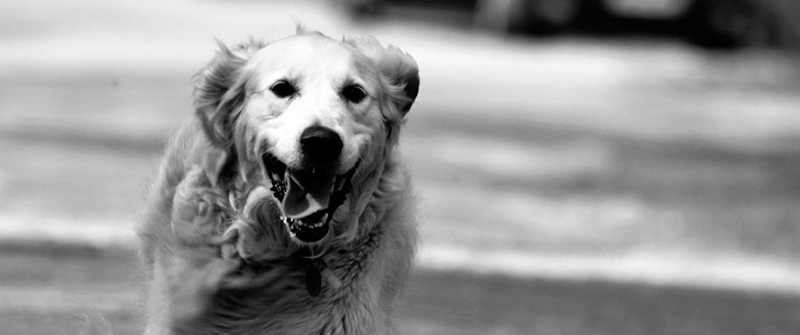 在线呼叫网页版软件